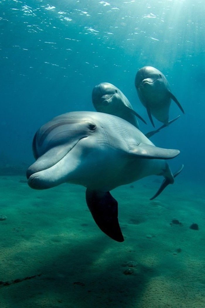 iar acum vă vom arăta o imagine cu trei înotați delfinii cenușii și mari într-o mare cu apă albastră și nisip albastru - idee pentru tema delfinilor