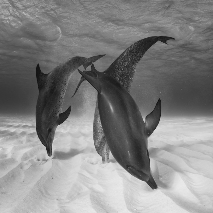 Dette er et svart og hvitt bilde med tre flytende sorte delfiner i sjøen med grått vann og sand