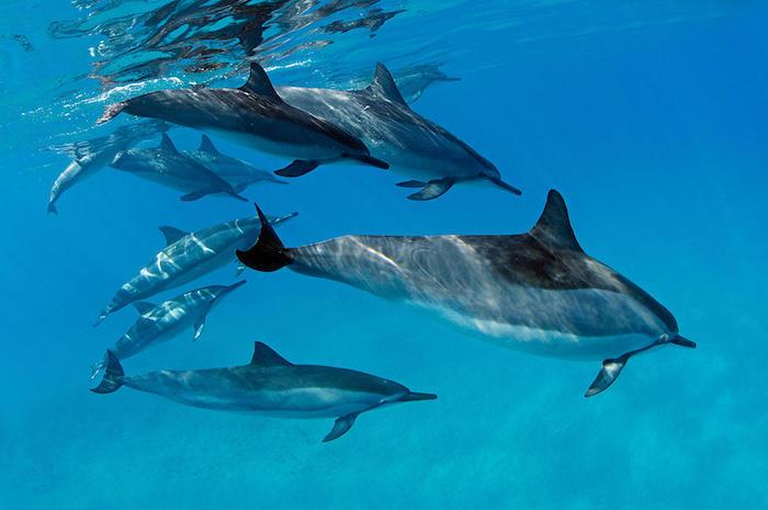 Og her er et bilde med flytende grå delfiner i et hav med et blått vann