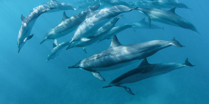 Acum vă vom arăta o imagine cu delfini mulți, mari, gri și plutitori într-o mare cu apă albastră