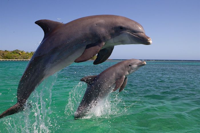Čia yra nuotrauka su mažu ir dideliu pilkuoju delfinu, šokinėjančiu per jūrą su mėlynu vandeniu ir salomis su palmėmis su žaliais lapais