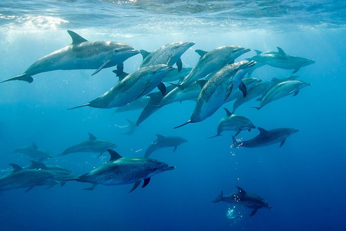 Ora ti stiamo mostrando una foto con delfini grigi galleggianti nel mare con acqua blu - un'altra delle nostre idee in materia di immagini di delfini