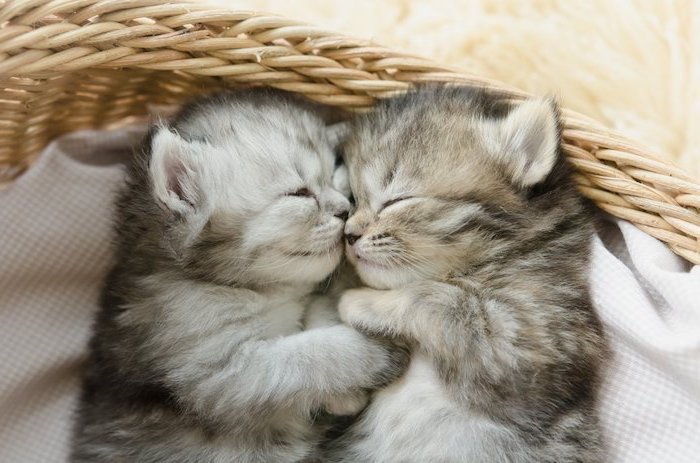 Hier zijn twee katten - grijze, kleine en slapende zoete katten - lieve goede nacht mijn lieve foto's