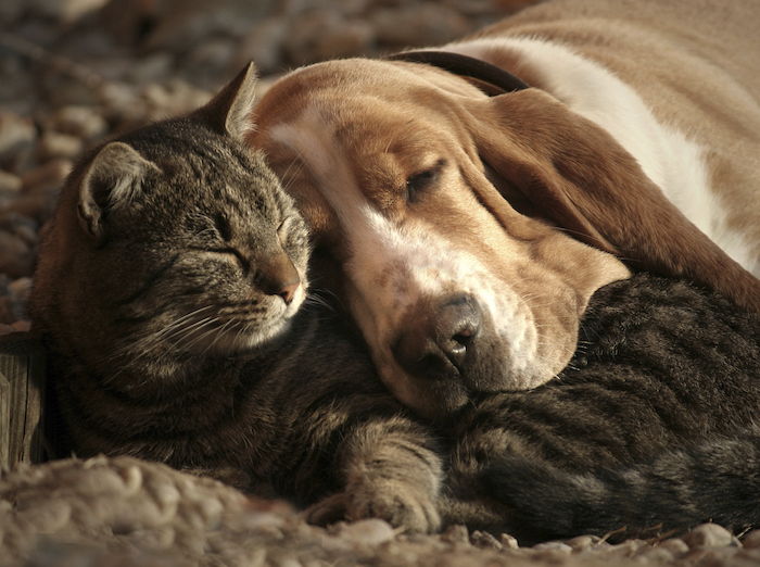 Her er søte godnattsbilder - en sovende grå katt og en sovende gul hund med en gul hund og et ordtak