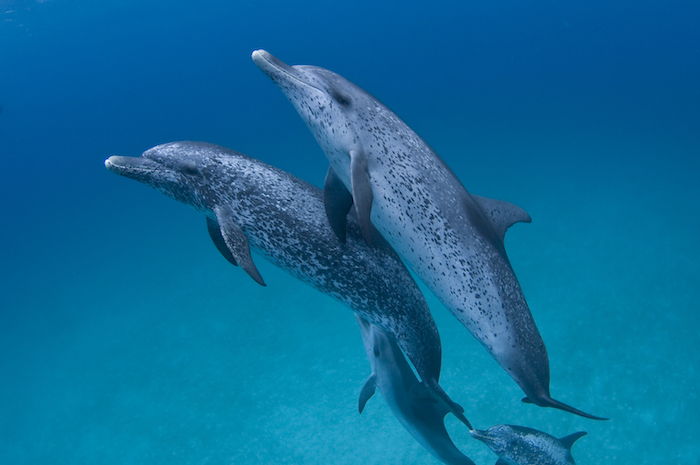En annen av våre ideer om delfinbilder, som du kanskje liker veldig mye - et bilde med to svømmer, store og grå delfiner i et hav med et blått vann