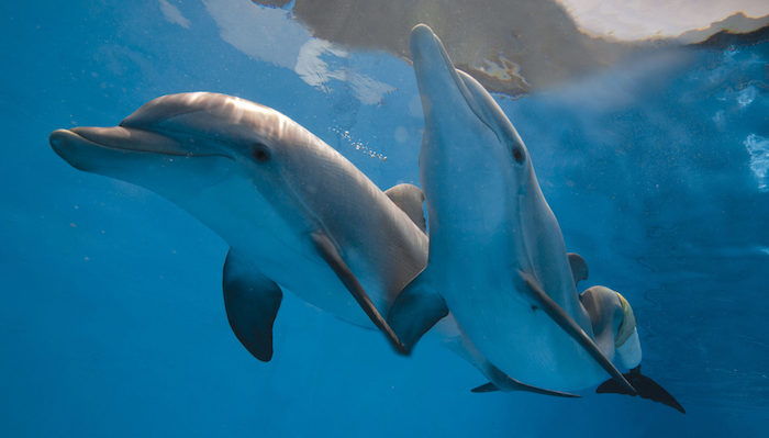 Ukážeme vám obrázok s dvoma plávajúcimi šedými delfínmi v bazéne s modrou vodou - v súvislosti s fotografiami delfínov