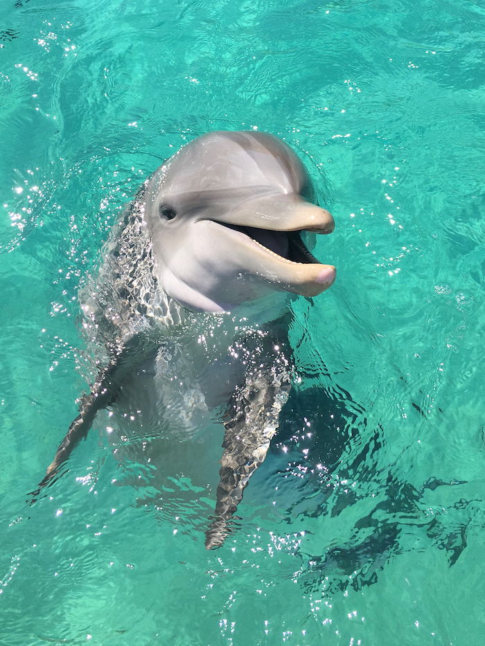 Pažvelkite į šias delfinų nuotraukas - čia rasite pilką delfinų plaukimo didelį baseiną su žalia vandeniu