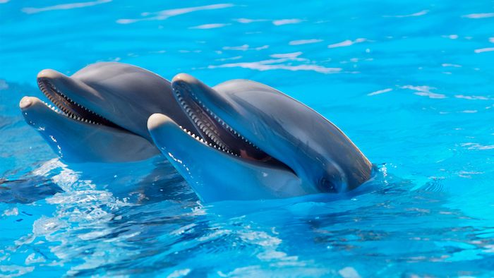 her er to grå delfiner som svømmer i et svømmebasseng med et blått vann - ide om temaet delfinbilder