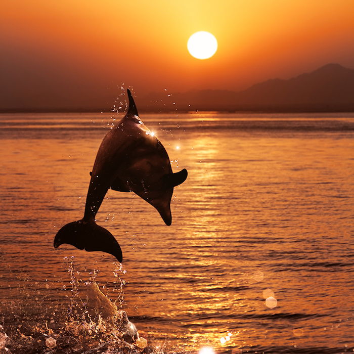 bilde om delfiner i solnedgangen - her er en svart delfinspring, en sol, sjø, solnedgang og en øy