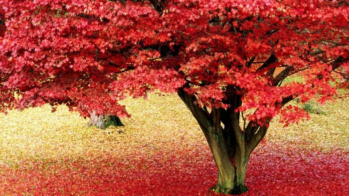 tapet-pentru-toamnă-frumos-copac frunze roșii