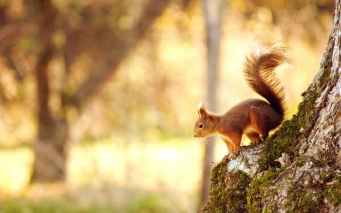 tapet-pentru-toamnă-super-frumos-naturale-veveriță