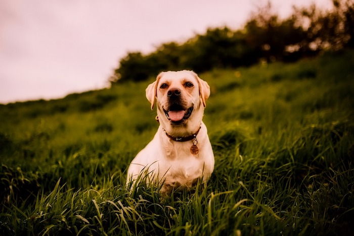 en lykkelig hund vil ha hunden tygger