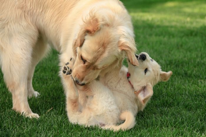 słodki pies bawi się ze swoją matką, piękne zdjęcia zwierząt, urocze niemowlęta z rodzicami