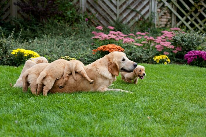 lieve hond baby's spelen met hun moeder in de tuin, moederliefde in het dierenrijk, prachtige foto's