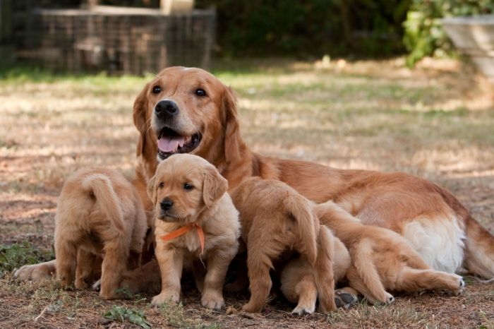 schattige hond baby's spelen met hun moeder, schattige baby dieren met hun ouders - geweldige foto's