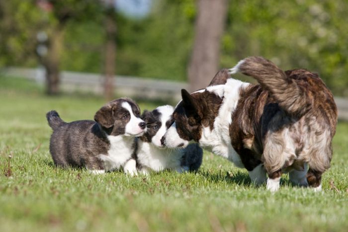 dwa urocze psie dzieci i ich matka, urocze niemowlęta, macierzyńska miłość w królestwie zwierząt