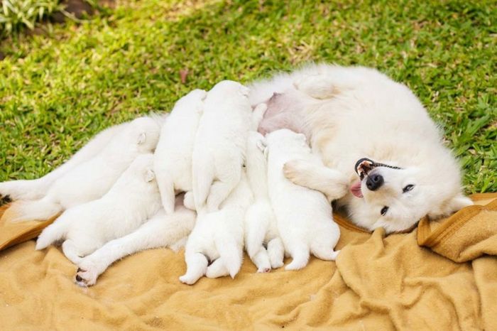 zeven schattige puppy's spelen met hun moeder in de tuin, schattige dieren - prachtige foto's