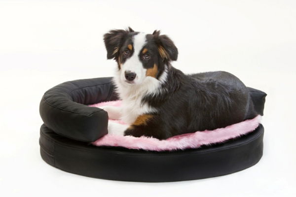 hund säng-buy-svart-med-ros-kombinera - bakgrund i vit färg
