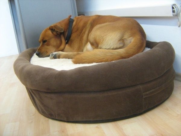 hund säng ortopedisk-brun - stor hund ras