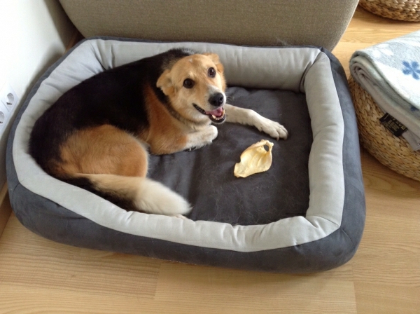 pes postel ortopedický veľký pes - šťastný pohľad