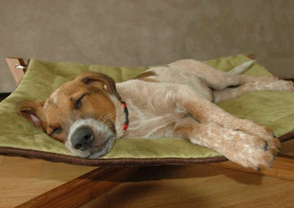 ortopedisk hund säng - en hund sover på den - söt