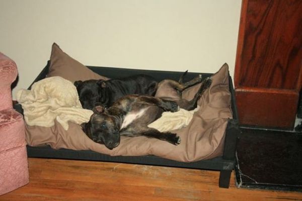 hund säng-för-två-hundar - taupe färgmattor