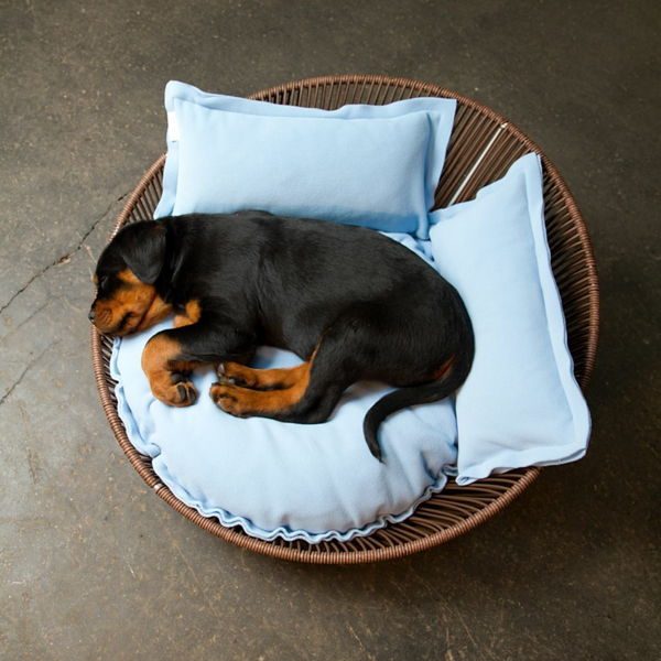 hund säng ortopedisk ljusblå - liten svart hund