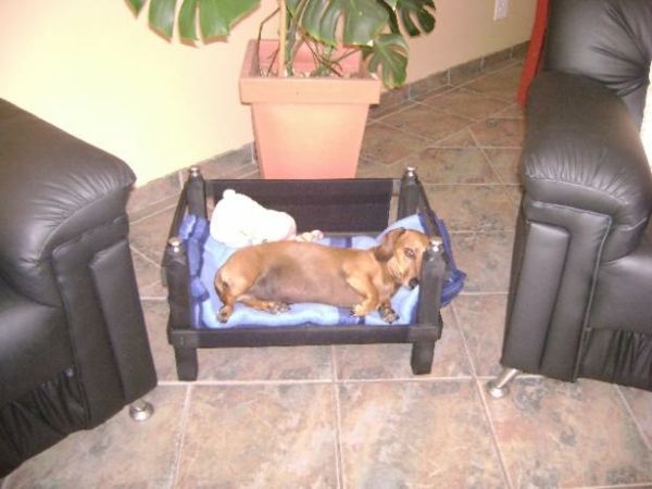 câine pat ortopedice - o instalație de oală decorative în spatele ei
