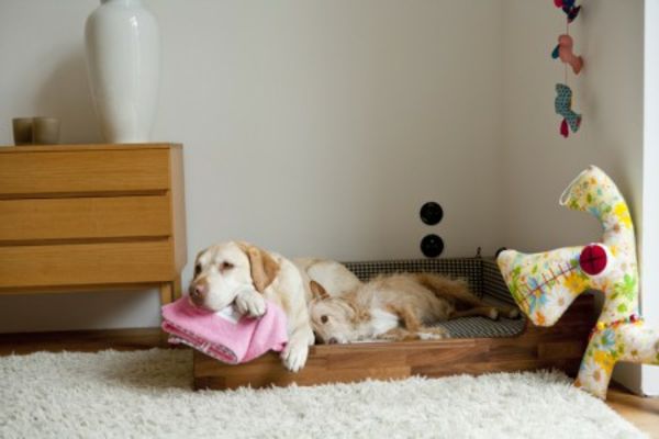 psie lôžka pre veľkých psov v rohu izby - drevený šatník vedľa neho