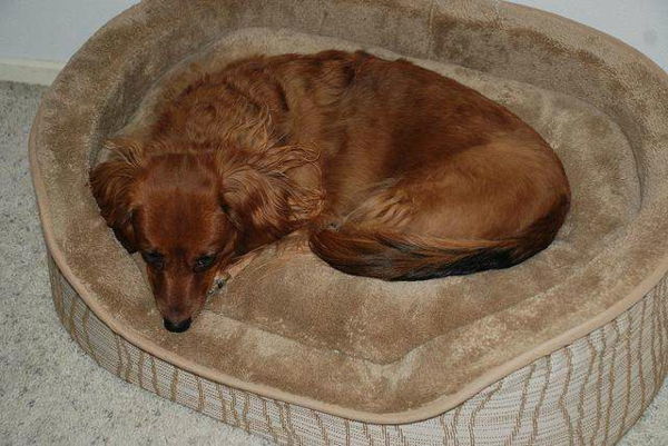 pes postel moderný dizajn - pes v hnedej