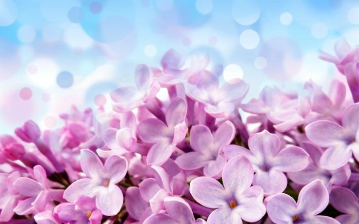 Hyacinth, eden najlepših spomladanskih cvetov, roza cvetje, ozadje za spomladansko razpoloženje
