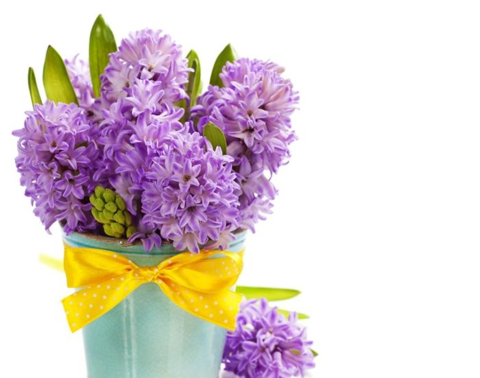 Bukev z zibelkami, vijoličastimi cvetovi, okrašena z rumenim trakom, lepimi spomladanskimi cvetovi