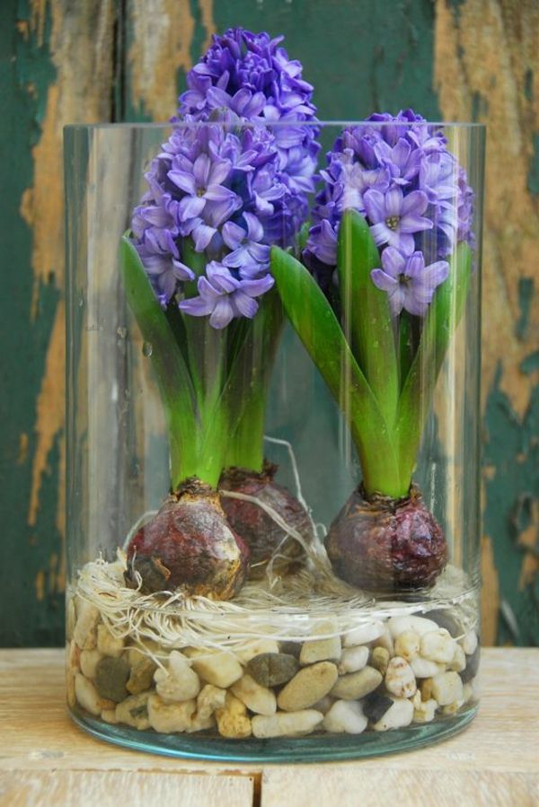 Hyacinth-blomst-hage blomster-in-vakre-lilla farge - planting i-hjem-