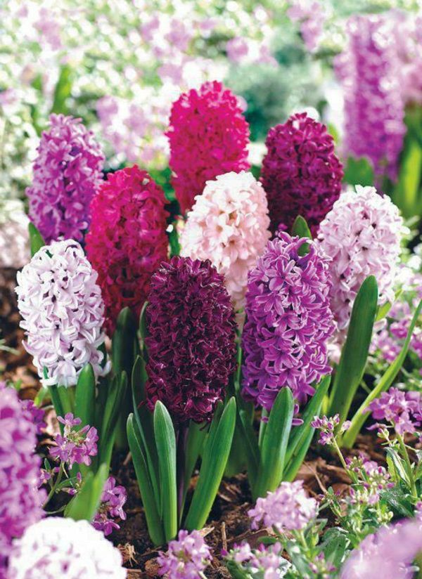Hyacinth-blomst-hage blomster-in-vakre-lilla-farbe_