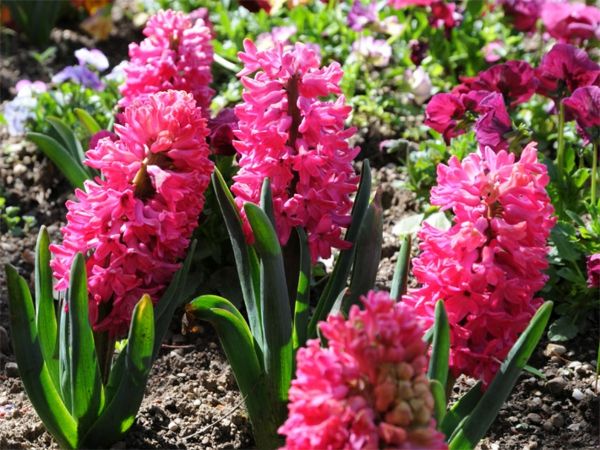 Hyacinth-med-vakker-rosa-farge
