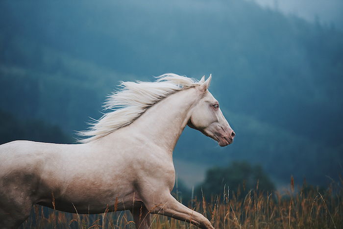 ta en titt på den här idén om hästbilder och mycket vackra hästutmärkelser - här hittar du en vit, vacker vildhäst med en vit, tät man och blå ögon