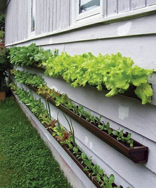idéer-trädgårdsarbete-gröna växter - dekoration för trädgård
