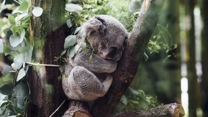 en liten sovende grå koala med en svart stor nese og et tre med grønne blader