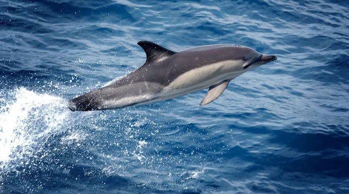 un altro grande delfino grigio che salta sul mare con un acqua blu - ottima idea per il tema dei delfini