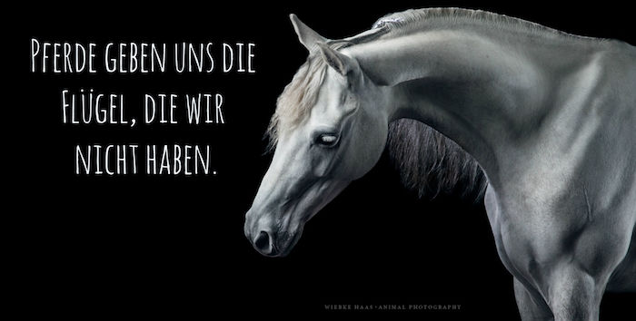 tu je šedý kôň s čiernymi očami a bielou dlhou hrivou, obrázky koní s koníčkami, citát