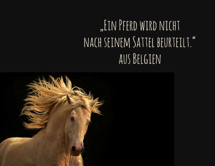 Aici este un cal cald, sălbatic, galben cu ochi negri și o imagine cu o zicală din Belgia, cote frumoase de cai, poze cu cai