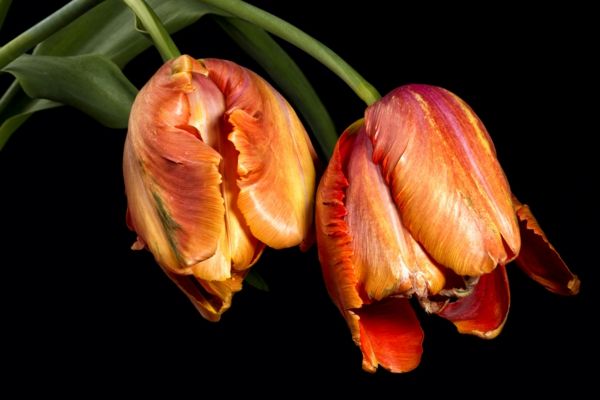 ciekawy wyglądających francusko-tulipan-czarne tło