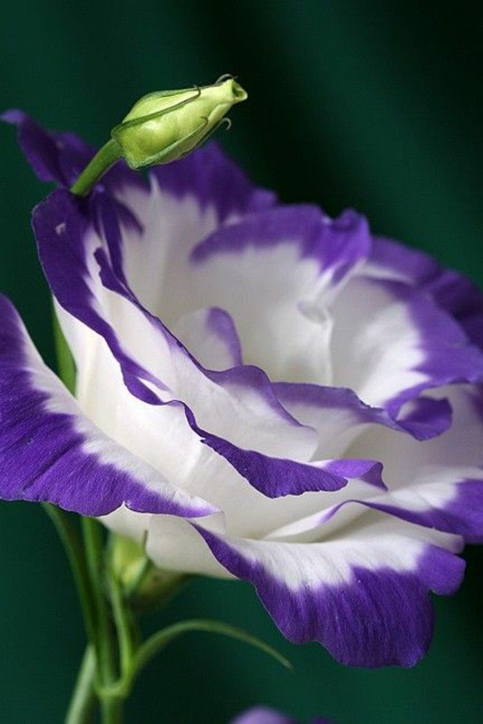 interesant de flori soiuri lisianthus alb-Blääter-cu-violet-Kant