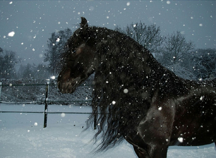 Įdomu teikti arklys-in-sniegas