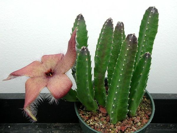 interessante cactussoorten - witte muur als achtergrond