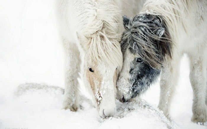 Įdomu arklys-in-snow