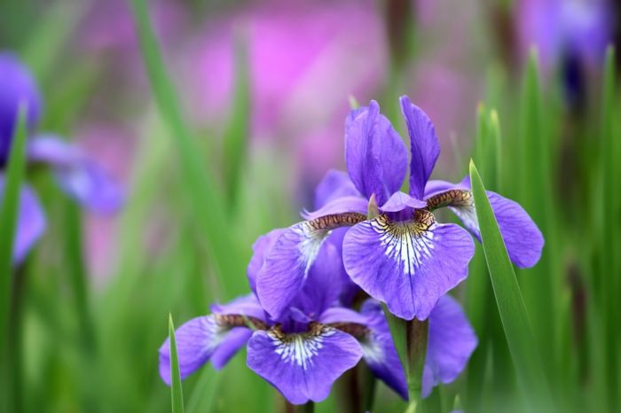Slike in informacije o rožah, irises, vijoličastih cvetov, uživajo v naravi