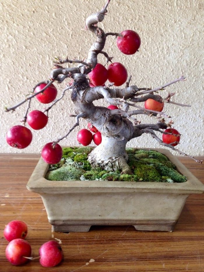 Árvore japonesa maçã Art Bonsai