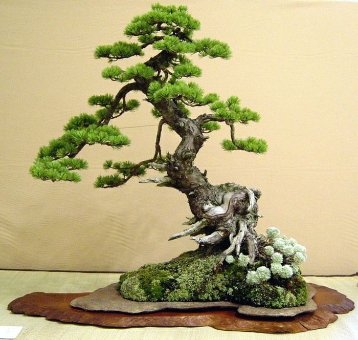 Japanese Art Bonsai Moss Árvore Driftwood Composição