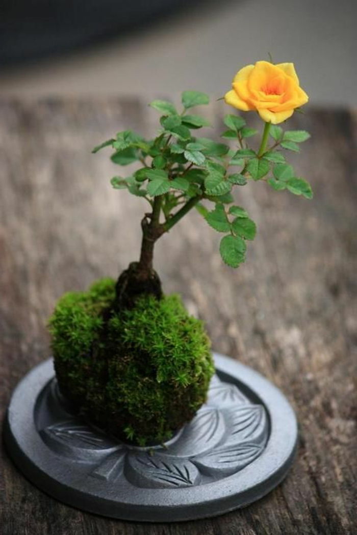 Japansk kunst bonsai gul Rose Moss metall basis